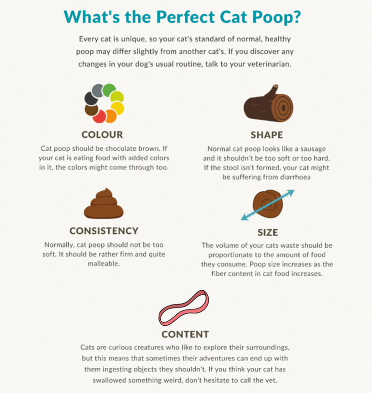 Cat Poop What Is Normal and What Should Ring Alarm Bells Purina